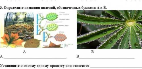 Определите названия явлений обозноченых буквами A и B​