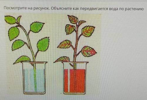 Посмотрите на рисунок. Обьясните как передвигается вода по растению​