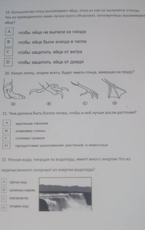 19. Большинство птиц высиживают яйца, пока из них не вылупятся птенцы. Что из приведенного ниже лучш