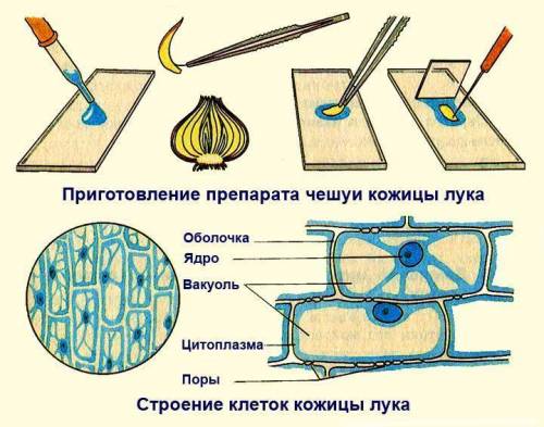 Б) Опишите, как приготовить микропрепарат Подготовка препарата из луковой шелухи a - b - c - d -​