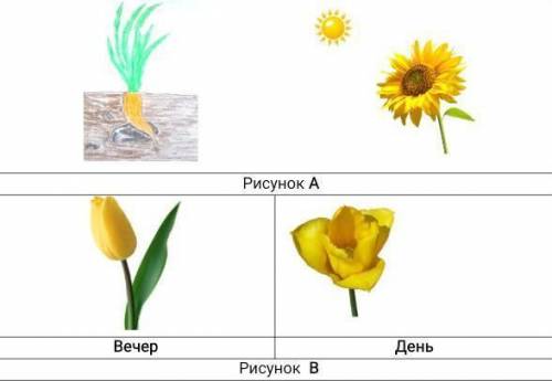 На рисунках изображены 2 вида движения растений. Рисунок А Вечер День Рисунок В (а) Назовите 2 вида