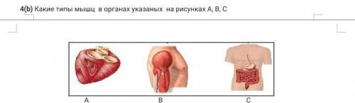 Какие типы мышц в органах указаных на рисунках А, В, С​