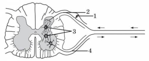 На рисунку зображено поперечний переріз спинного мозку. Структури, позначені цифрами, беруть участь