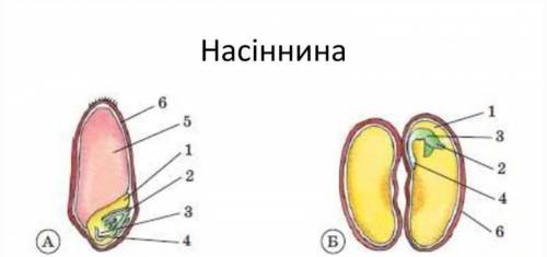 Цифрою 1 на малюнку позначено (смотрите на фото): 1) ендосперм 2) сім'ядол 3) шкірку