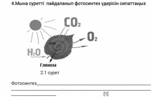 Мына суретті пайдаланып фотосинтез үдерісін сипатта​