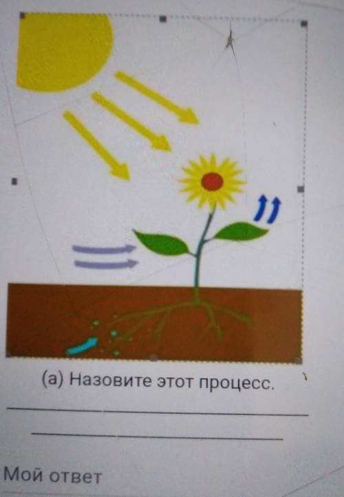 2. Рисунок иллюстрирует один из самых важных процессор На Земле. Назовите этот процесс,​