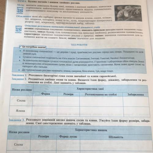 Завдання 1. Розгляньте багаторічні гілки сосни звичайної та ялини європейської. Завдання 2. Роздивіт