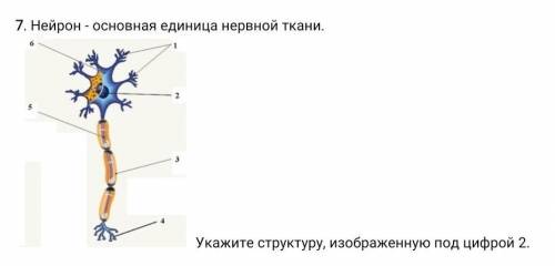 Нейрон - основная единица нервной ткани. Укажите структуру, изображенную под цифрой 2. , только не п