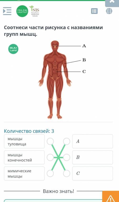 Соотнеси части рисунка с функциями трех видов мышечной ткани. Количество связей: 3Асокращение стенок