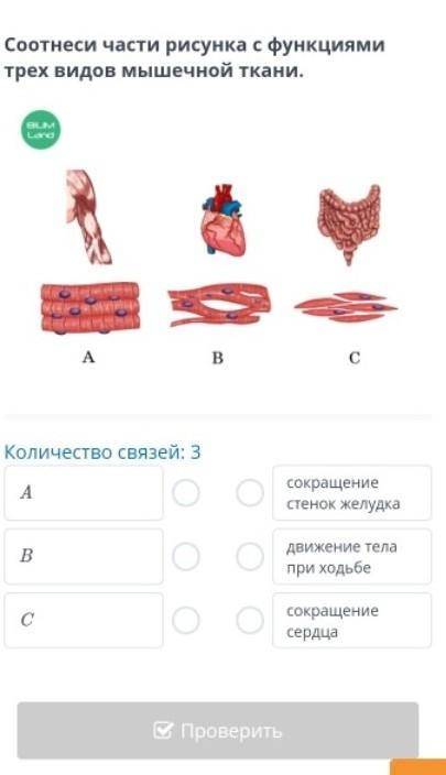 Соотнеси части рисунка с функциями трех видов мышечной ткани. Количество связей: 3Асокращение стенок