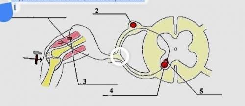 Задание N 2. Рассмотрите изображение. 1 31Рефлекторная дугаA) Назовите нейрон, расположенный под циф