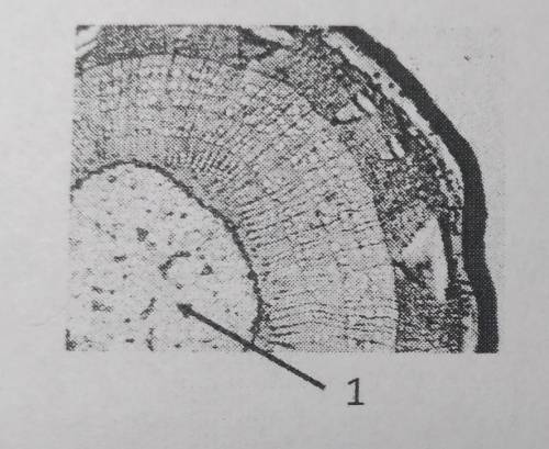 Олеся рассмотрела срез молодого древесного стебля под микроскопоми сделала микрофотографию.Что она о