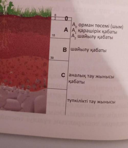 На схеме подпишите почвеные горизонты​