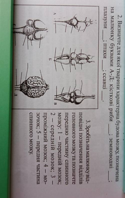 Визначте до якої тварини характерна будова мозку буквами А-Д:кісткові риби-…;земноводні плазуни…..;п