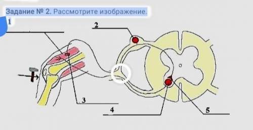 Задание N 2. Рассмотрите изображение. 1 31Рефлекторная дугаA) Назовите нейрон, расположенный под циф