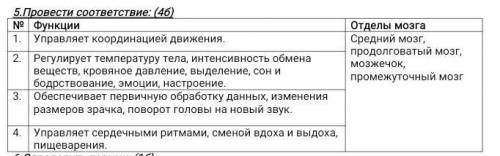 Провести соответствие: (4б) №ФункцииОтделы мозга1.Управляет координацией движения.Средний мозг, прод