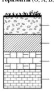  Постройте почвенный профиль черноземных почв, подпишите почвенные горизонты (О, А, В, С)          