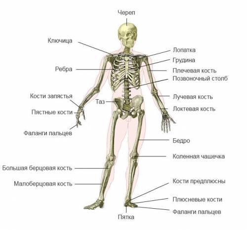 Изобразите в виде схемы типы костей по отделам скелета.