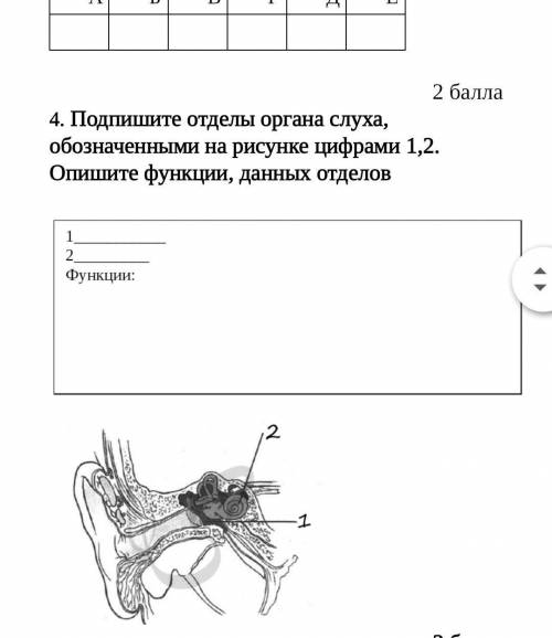 Подпишите отделы органа слуха, обозначенными на рисунке цифрами 1,2. Опишите функции, данных отделов