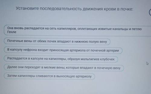 , установите последовательность движения крови в почке​