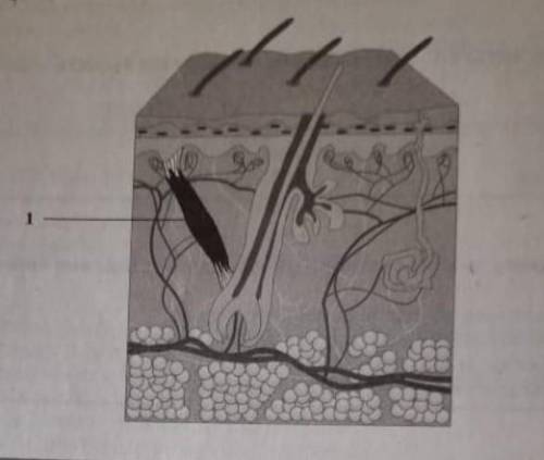 Какую функцию выполняет структура кожи обозначенная на рисунке под цифрой 1