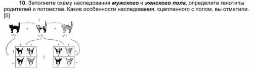 Заполните схему наследования мужского и женского пола, определите генотипы родителей и потомства. Ка