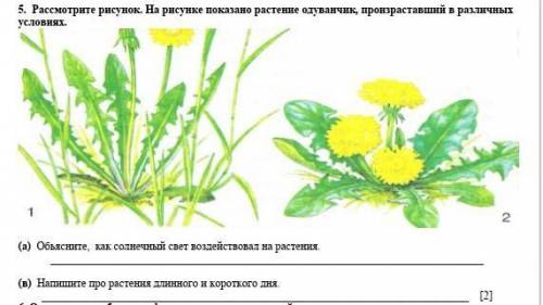 Рассмотрите рисунок. на рисунке показано растение одуванчик, произраставший в различных условиях. а)