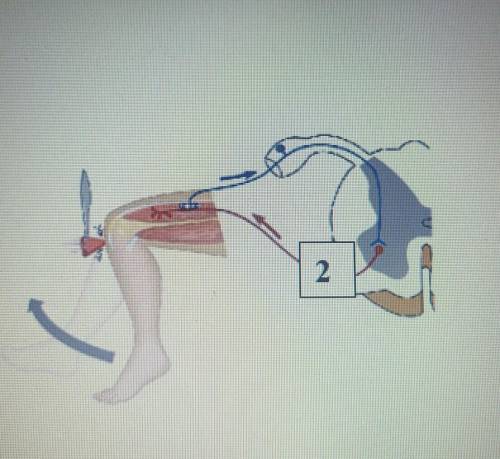 На рисункк указан коленный рефлекс Укажите структуру оюозначеную на рисунке под цифрой 1опишите фунц