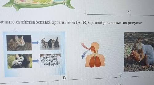 2. Объясните свойства живых организмов (А, В, С), изображенных на рисунке. я:АB В.[3]С соч ​