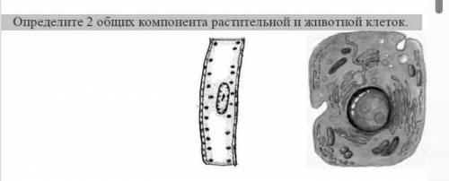 1. Определите 2 общих компонента растительной и животной клеток.​