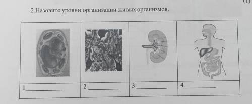 Назовите уровни организации живых организмов​