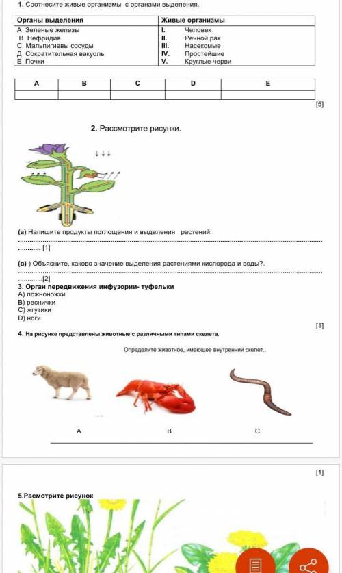 2. Рассмотрите рисунки. (а) Напишите продукты поглощения и выделения   растений.                    