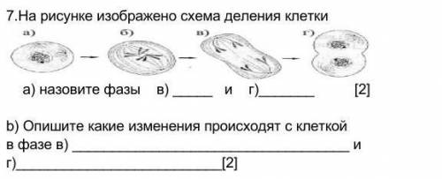 На рисунке изображено схема деления клетки a) назовите фазы в) и г)​