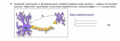 с СОЧем по биологии. ВНИМАНИЕ, В НЕКОТОРЫХ ЗАДАНИЯХ ЕСТЬ ВАРИАНТЫ А И Б, В ПОСЛЕДНЕМ СКРИНЕ ВВЕРХУ П