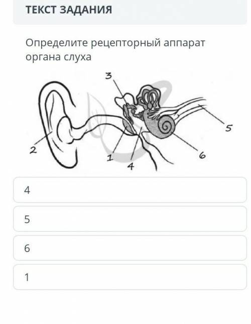 Определите рецепторный аппараторгана слухаM)5211044​