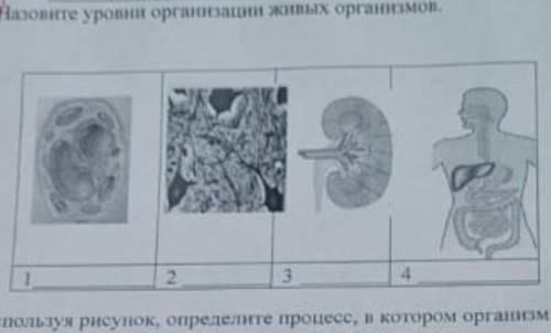 Назавите уровни организации живых организмов​
