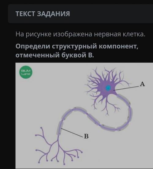 На рисунке изображена нервная клетка. Определи структурный компонент, отмеченный буквой В.​