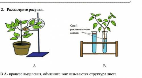 Рассмотрите рисунки. ￼￼АВ(а) В А- процесс выделения, объясните  как называются структура листа [1] (