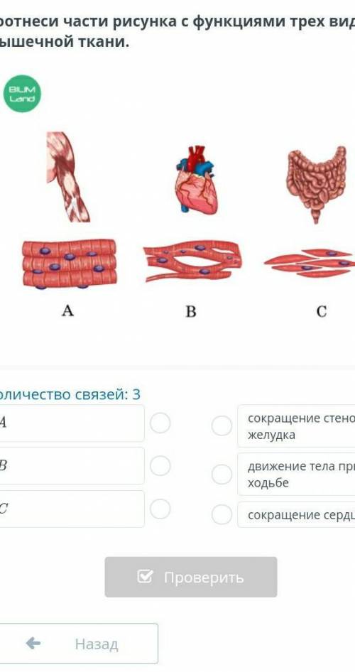 Сотнеси части рисунка с функциями трёх видов мышечной ткани​