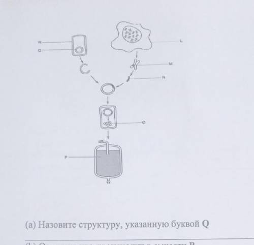 (а) Назовите структуру, указанную буквой Q (b) Опишите что происходит в емкости Р