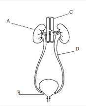Укажите орган, в котором образуется моча
