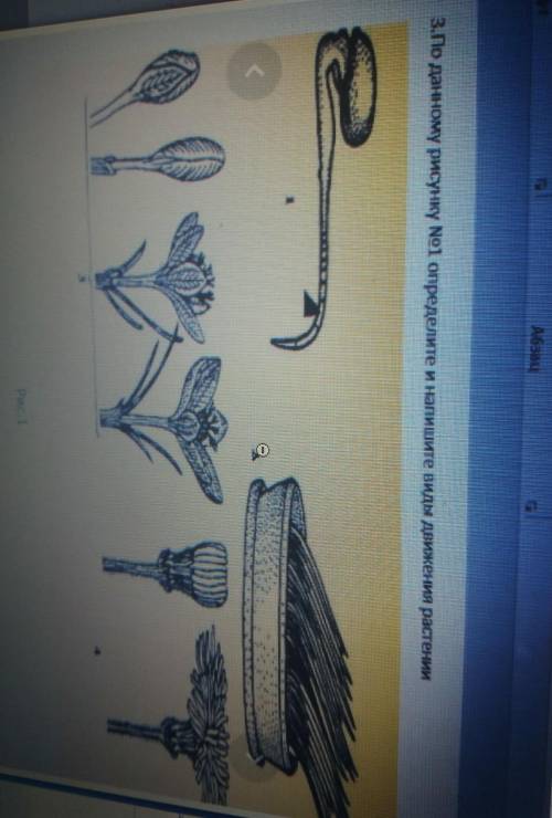 3. По данному рисунку N° 1 определите и напишите виды движения растении. 1 23спам бан.​