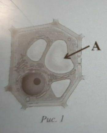 1)Рассмотрите рисунок растительной клетки Какая структура клетки обозначены на рисунке буквой А? 2)к