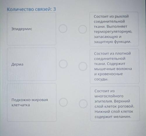 Соотнесите слои кожи с их характеристикой​