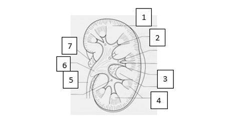 Определите под какими цифрами указаны следующие структурные компоненты почки: А) корковое вещество В