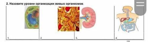 Назовите уровни организации жизни.​