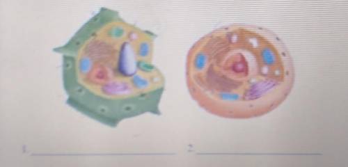 Определите 2 основних компонента растительных иживотных клеток. ПОЖЛУЙСТВ ИДЕТ СОООЧ​