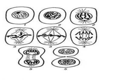 На картинке показано деление клетки А) Какой тип деления показан на картинке Б) перечислите фазы мит