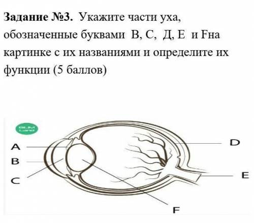 ТУкажите части уха, обозначенные буквами  В, С,  Д, Е  и Fна картинке с их названиями и определите и