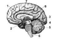 Перечислите функции, которые выполняет отдел головного мозга под цифрой 6 [1]2. Назовите отдел голо